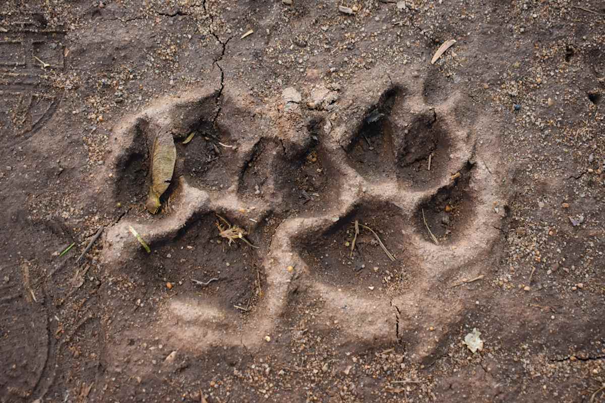 Take a Moment to Paws by Nicky Tran, Image 1.