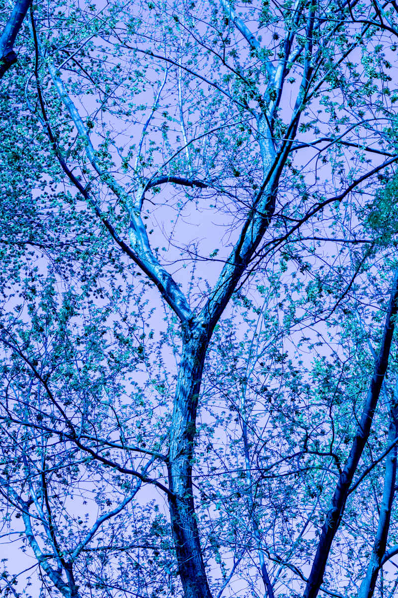 Blue Branching #1 by Ricky Yu