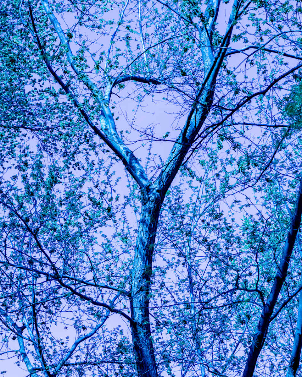 Blue Branching #2 by Ricky Yu 