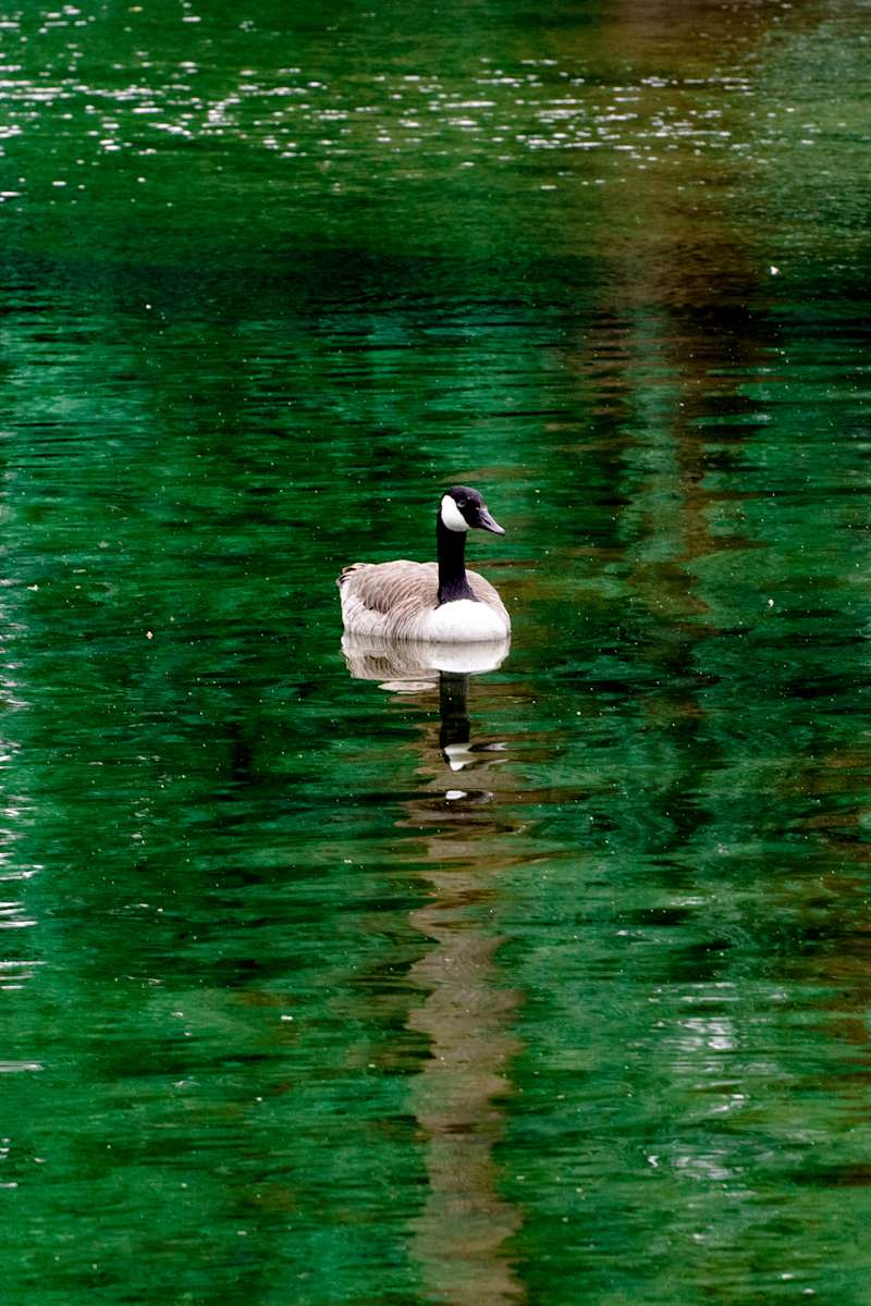 Jaded Reflection #1 by Ricky Yu 