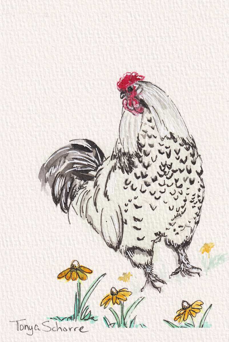 Chicken 3 by Tonya Schorre, Image 1.