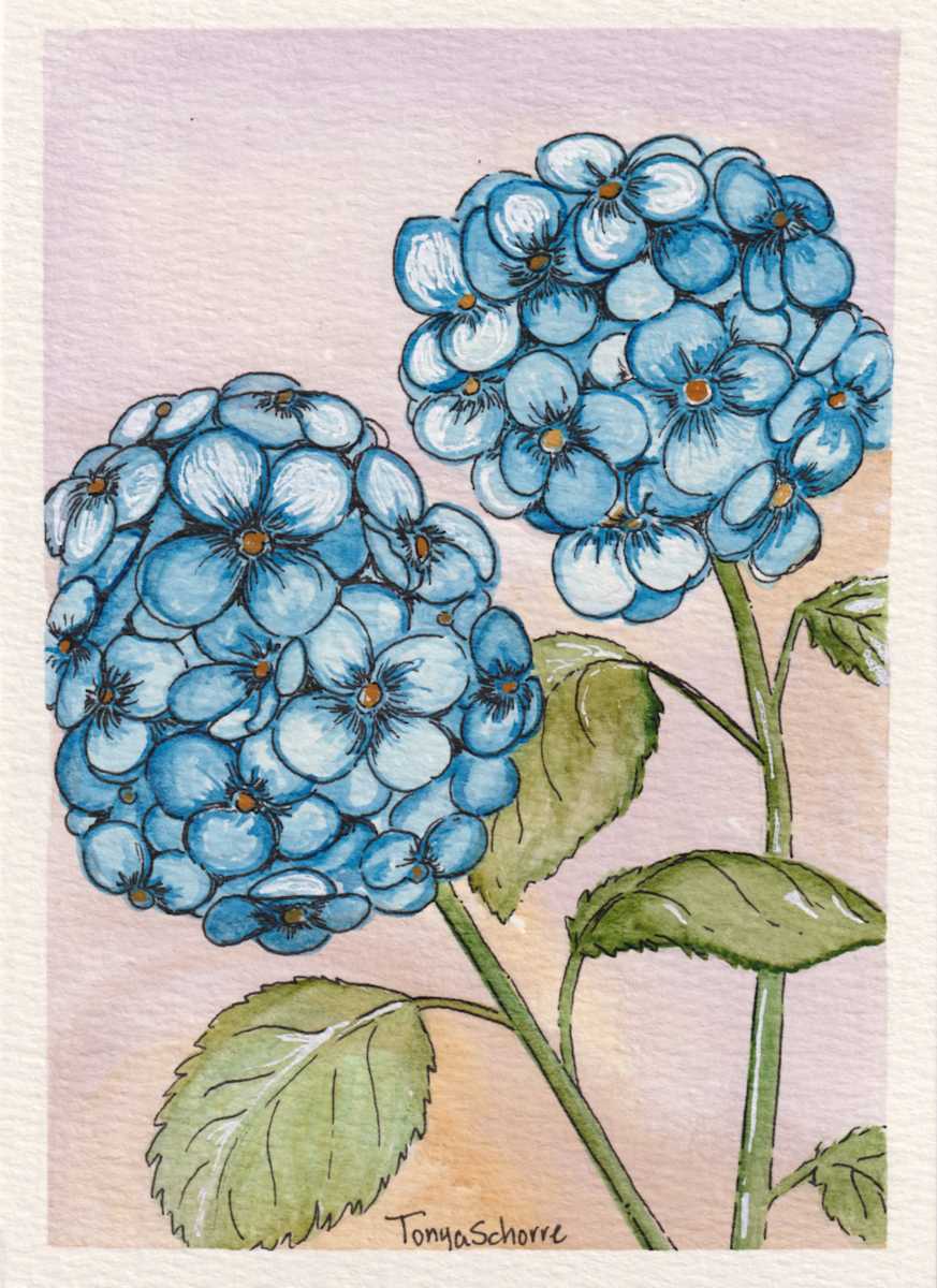 Hydrangea in Summer Bloom by Tonya Schorre 