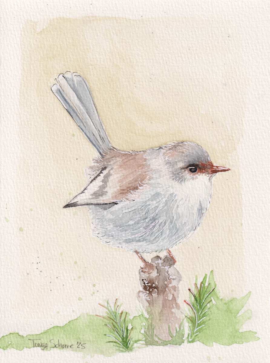 Superb Fairywren on Post by Tonya Schorre 