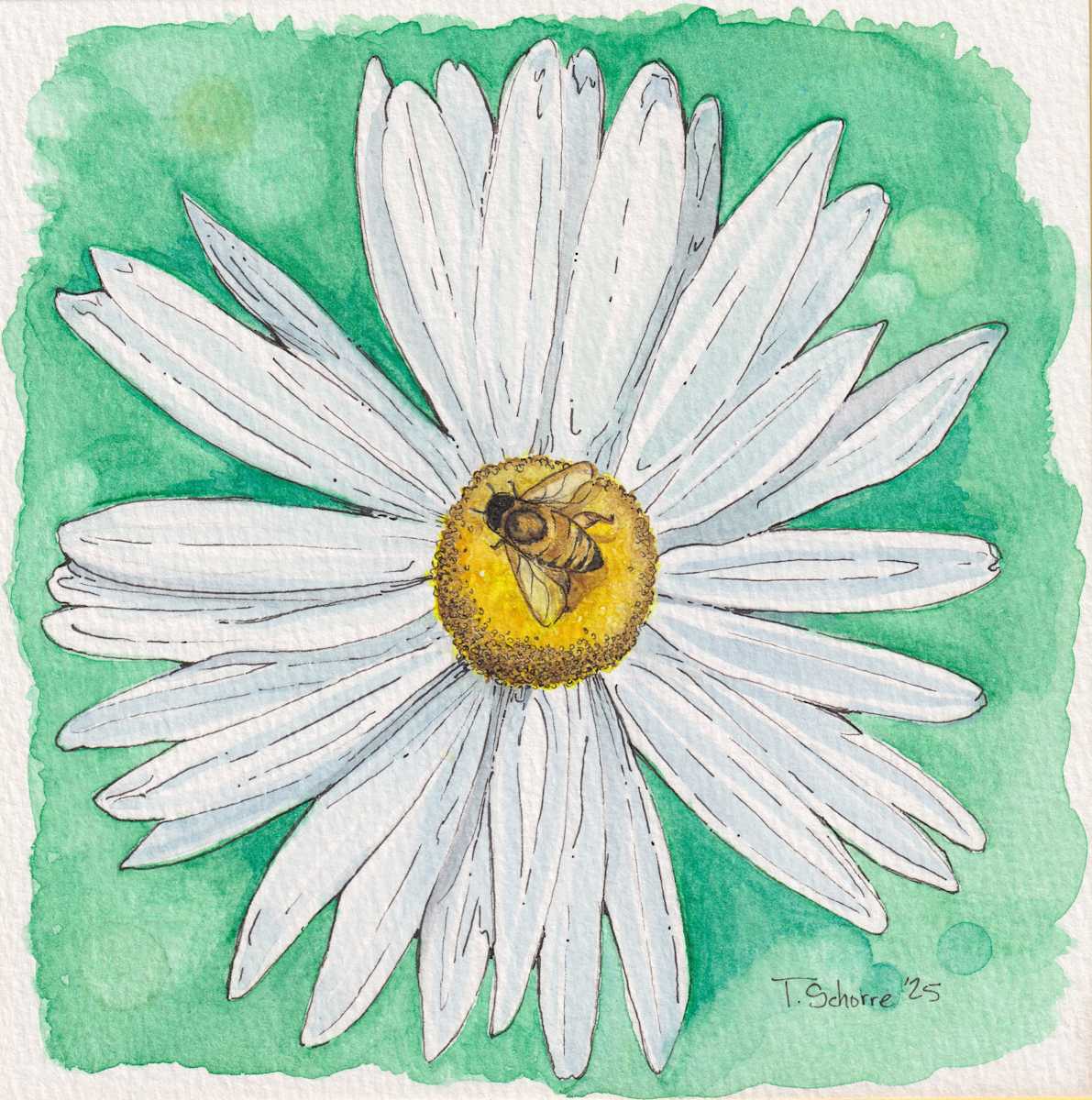 White Daisy with Honey Bee by Tonya Schorre 