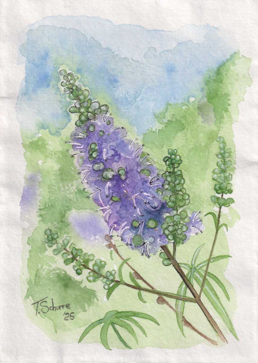 Vitex at Sam Houston's House by Tonya Schorre 