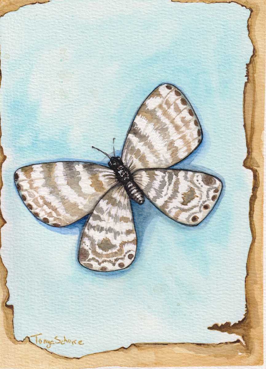 Large white moth by Tonya Schorre  Image: Kuretake watercolor and ink of 140lb cotton watercolor paper. 6x8