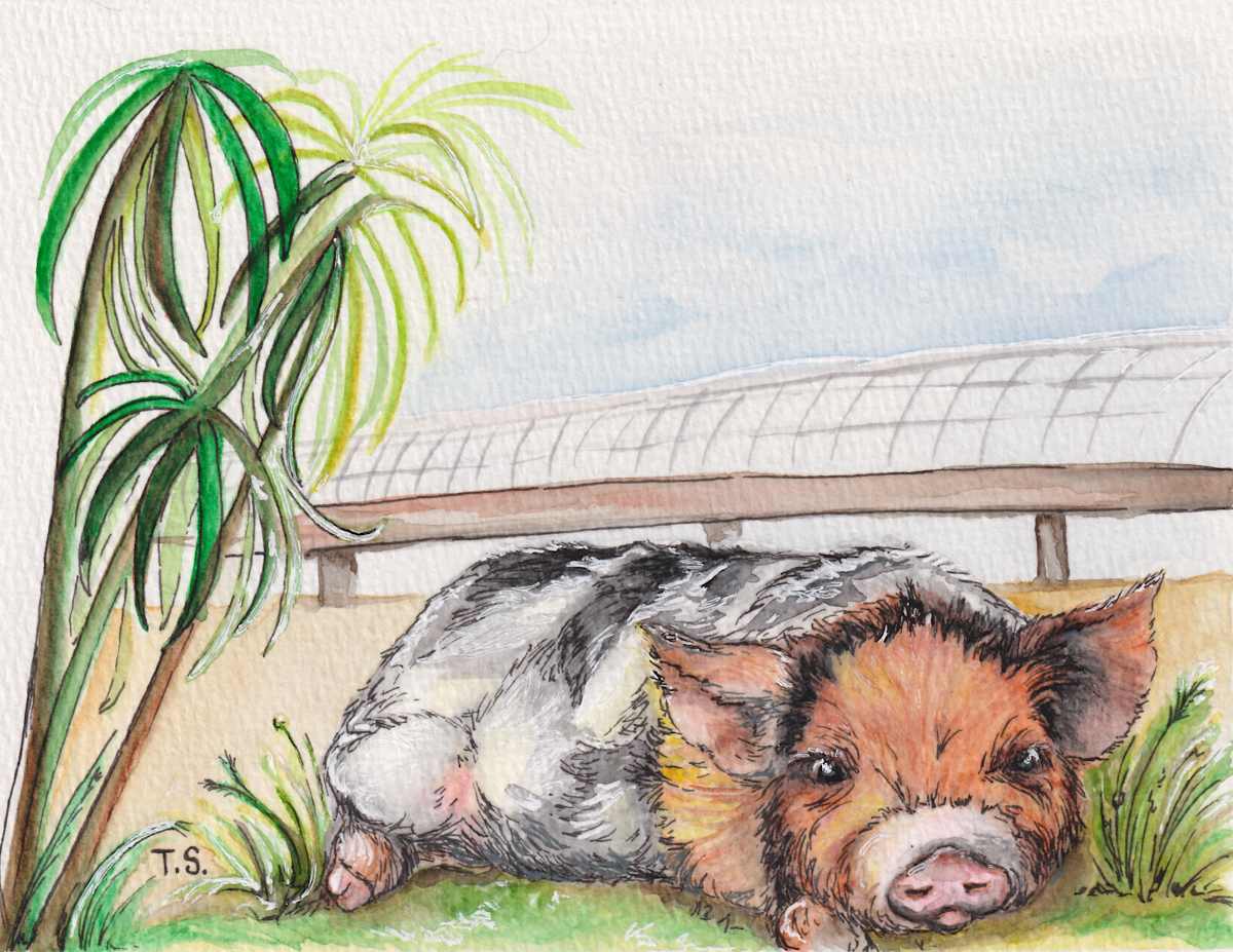 Made in the Shade by Tonya Schorre  Image: Made in the Shade is a cute little piece I did for fun.  He just looks so comfy.