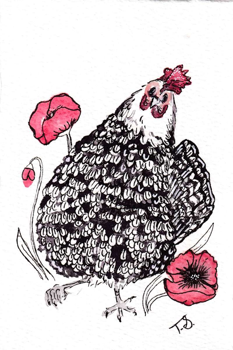 Poppy Chicken by Tonya Schorre 