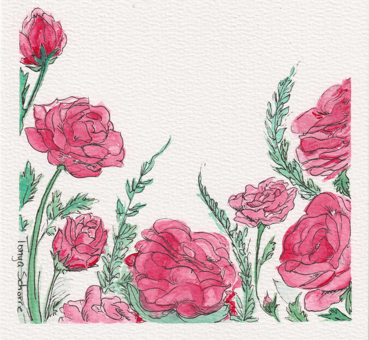 Roses by Tonya Schorre 