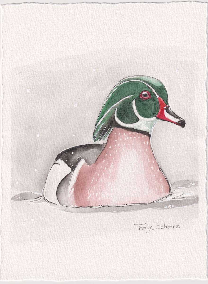 Wood Duck by Tonya Schorre 