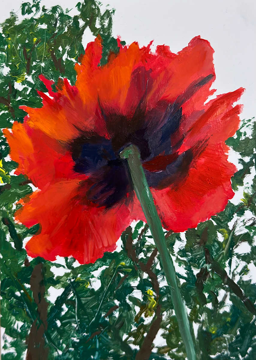Ideal Poppy by Phyllis Sharpe 