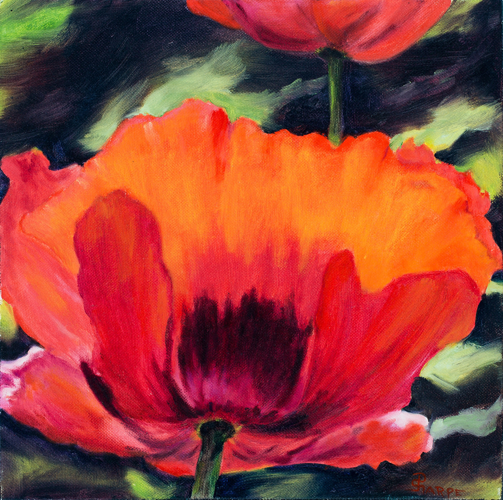 Sheer Poppy by Phyllis Sharpe 