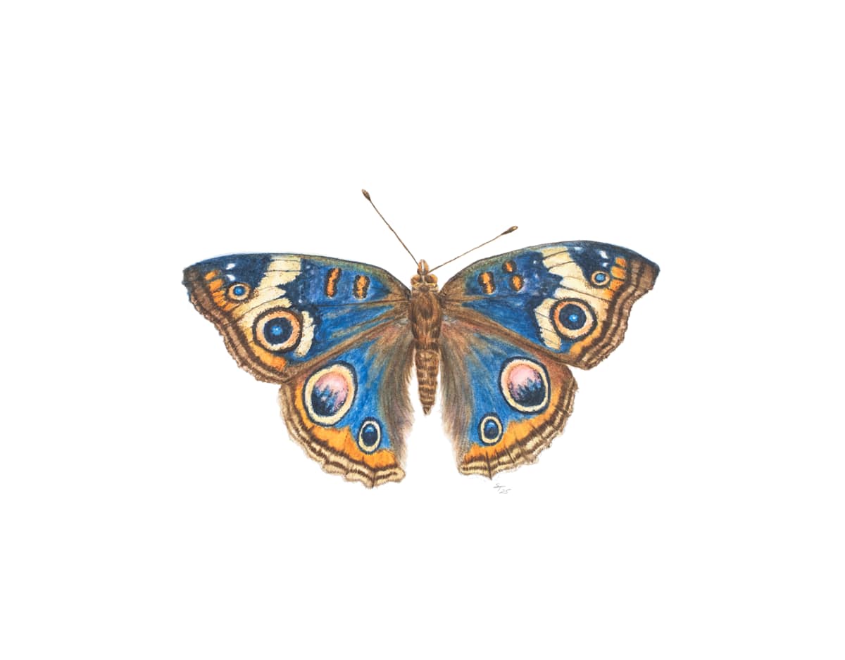 Buckeye Butterfly by Susan K. Theroff  Image: Buckeye Butterfly with selectively bred blue coloring. 