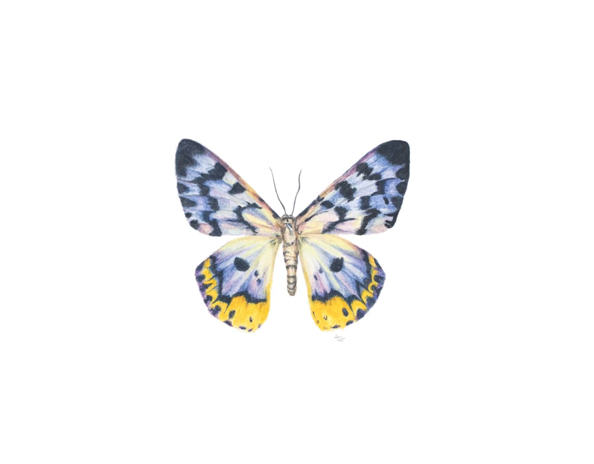 False Tiger Moth by Susan K. Theroff 