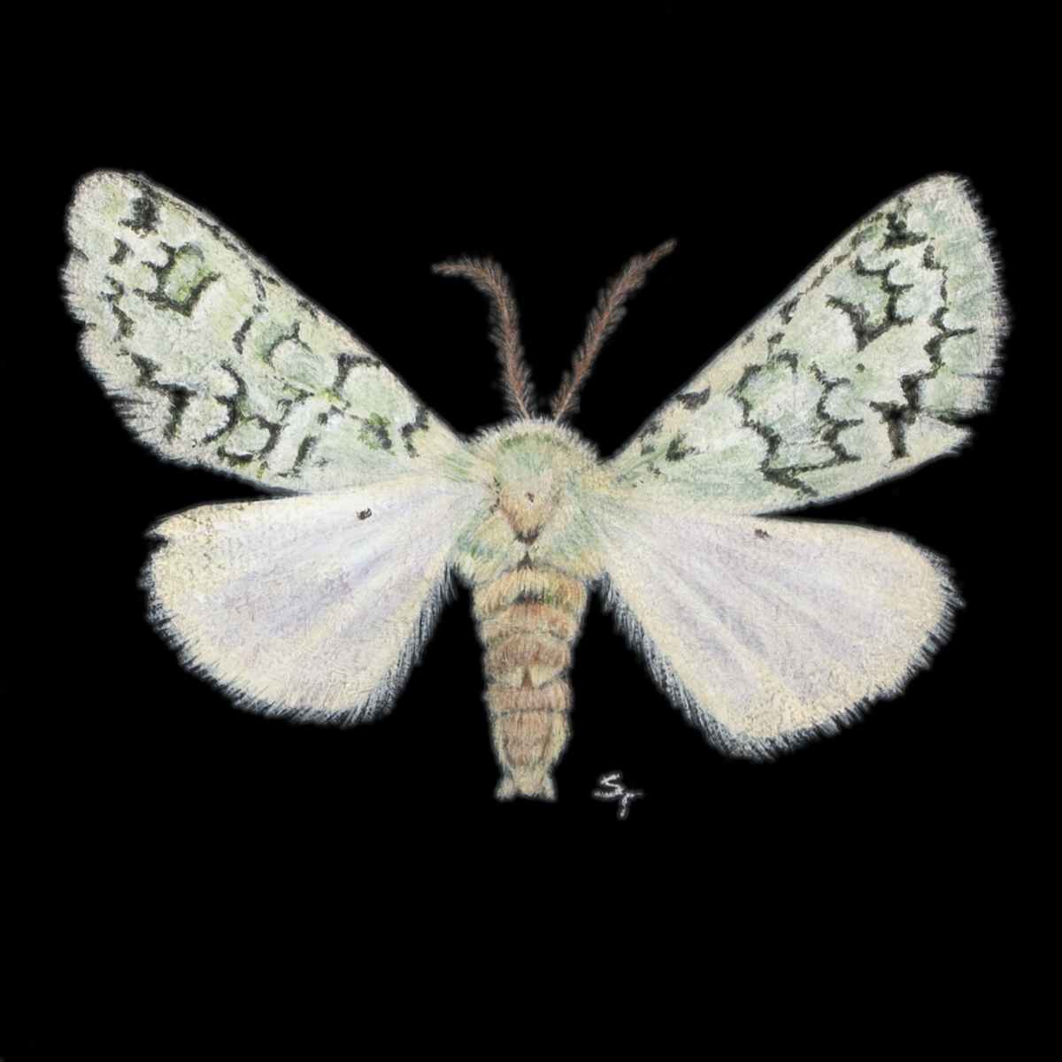 Green Lichen Moth by Susan K. Theroff 
