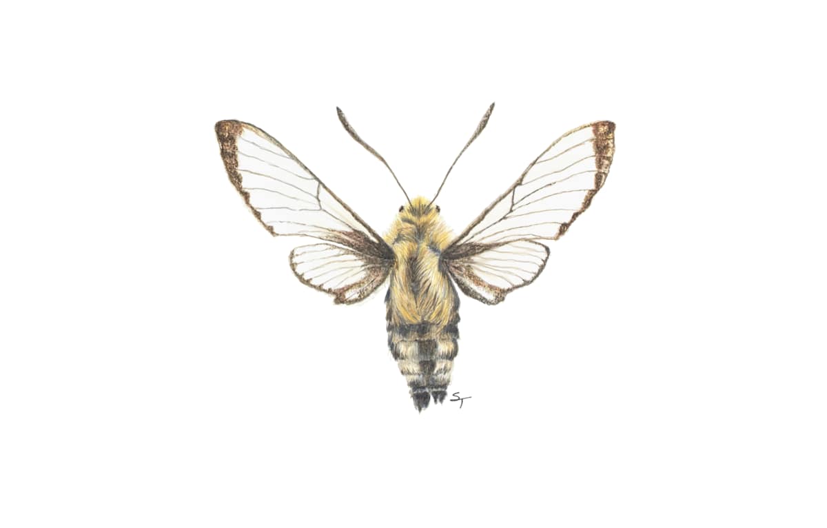 Hummingbird Clearwing Moth by Susan K. Theroff 