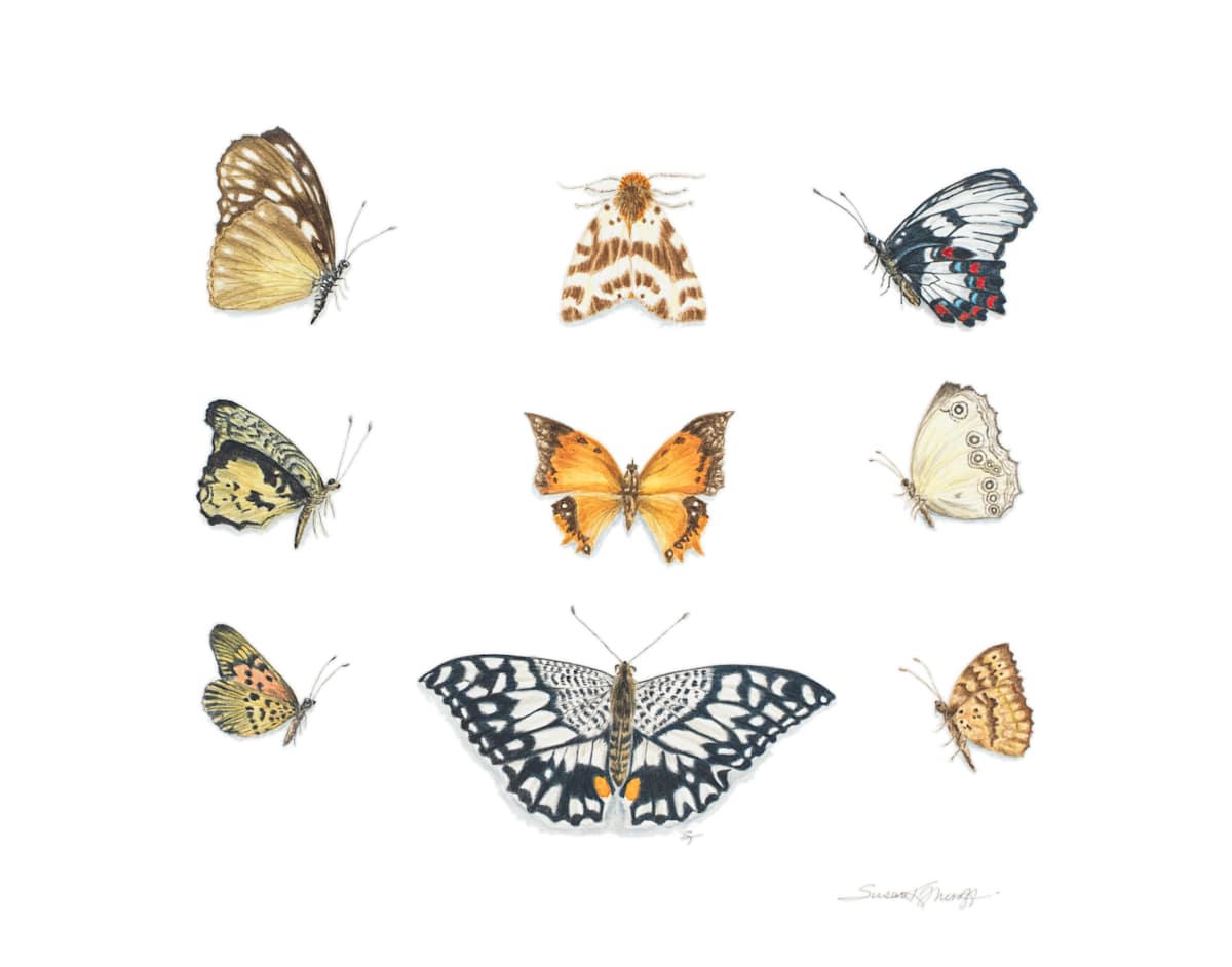 Nature Collected #30 by Susan K. Theroff 