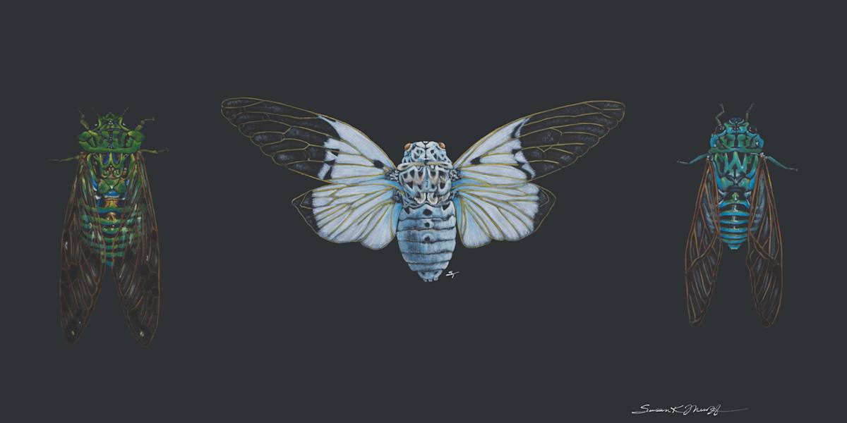 Cicada Trio by Susan K. Theroff 
