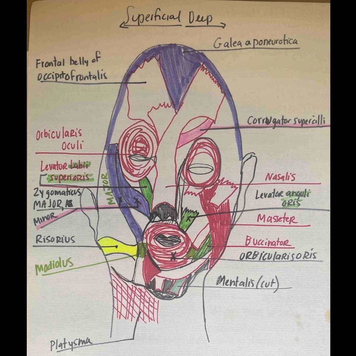 Biology Class Notes 1 by BFA Quicksand 