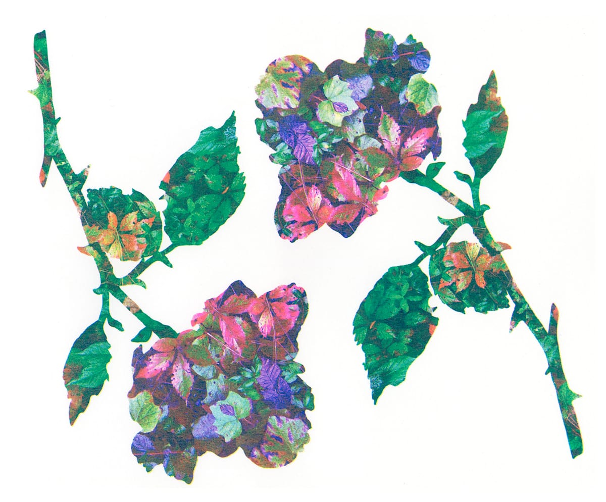 A Pair of Roses by Nichole Wolz 