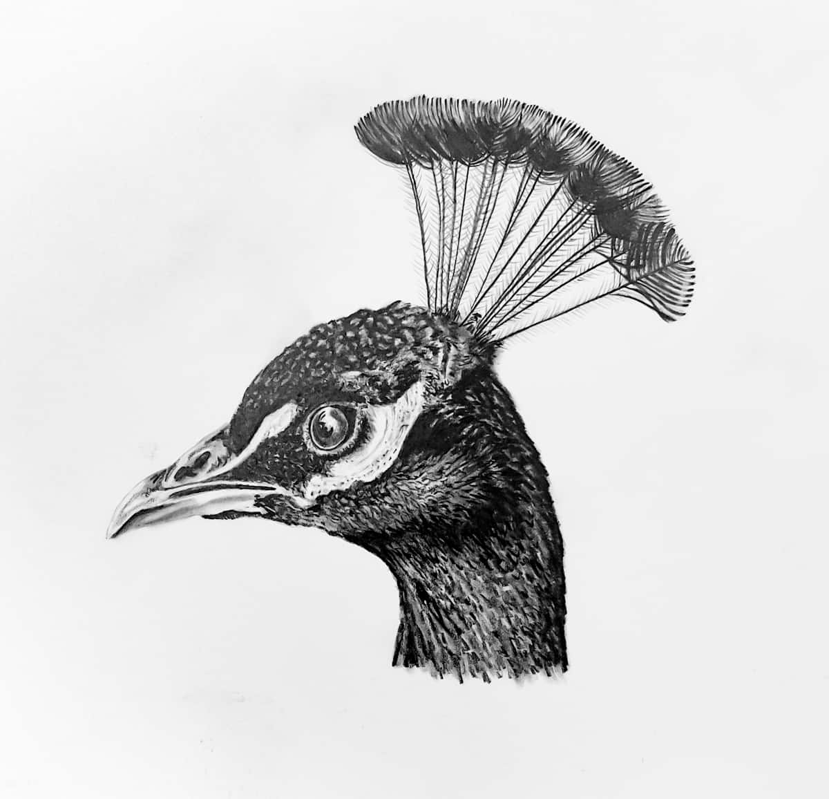 Graphite Peacock Portrait by Katheryn Anne  Image: Small Scale Realism 