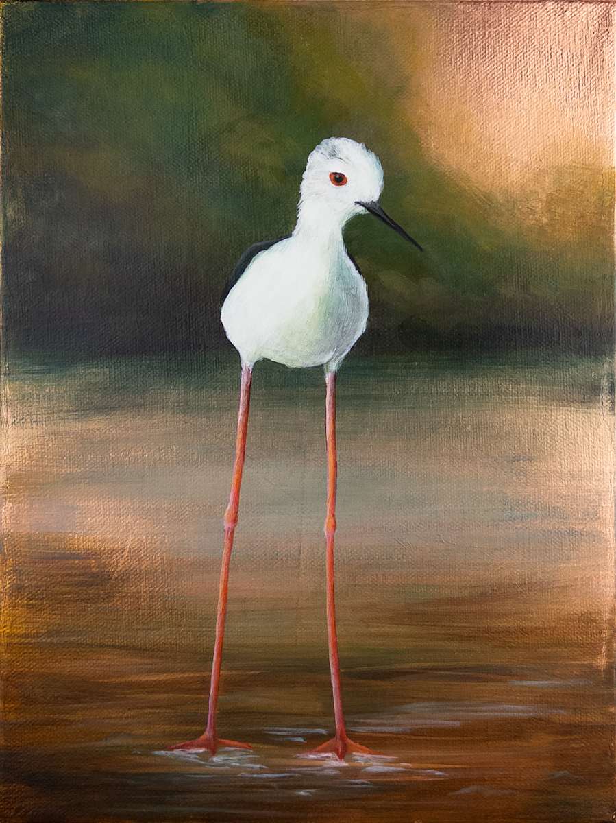 A Pause in Quiet Shallows by Katheryn Anne Hande  Image: A Pause in Quiet Shallows — A graceful Black-winged Stilt holding stillness upon the water’s gentle glow.