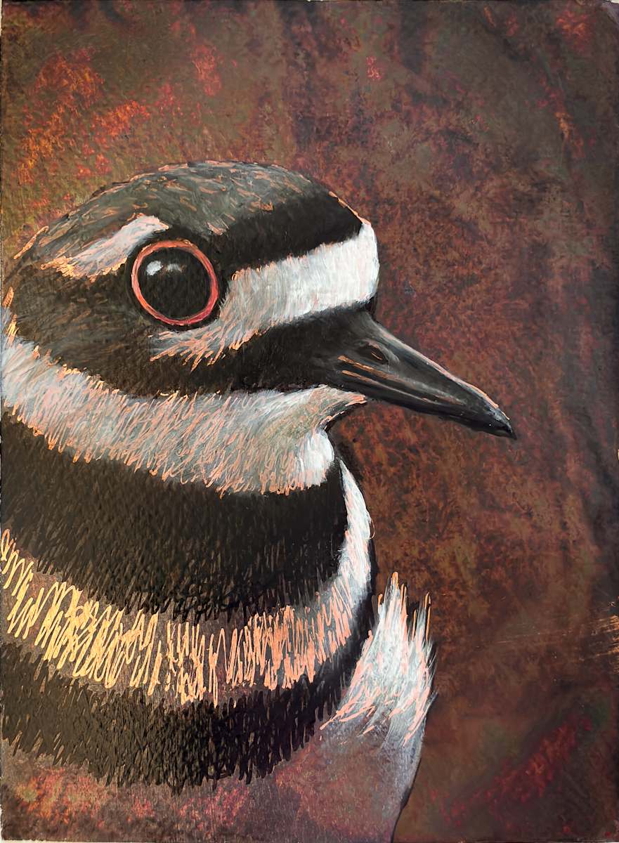 Killdeer No. 2 by Katheryn Anne Hande, Image 1.