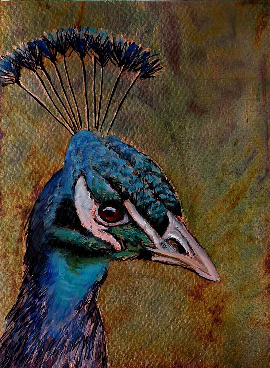 Peacock No. 1 by Katheryn Anne Hande, Image 1.