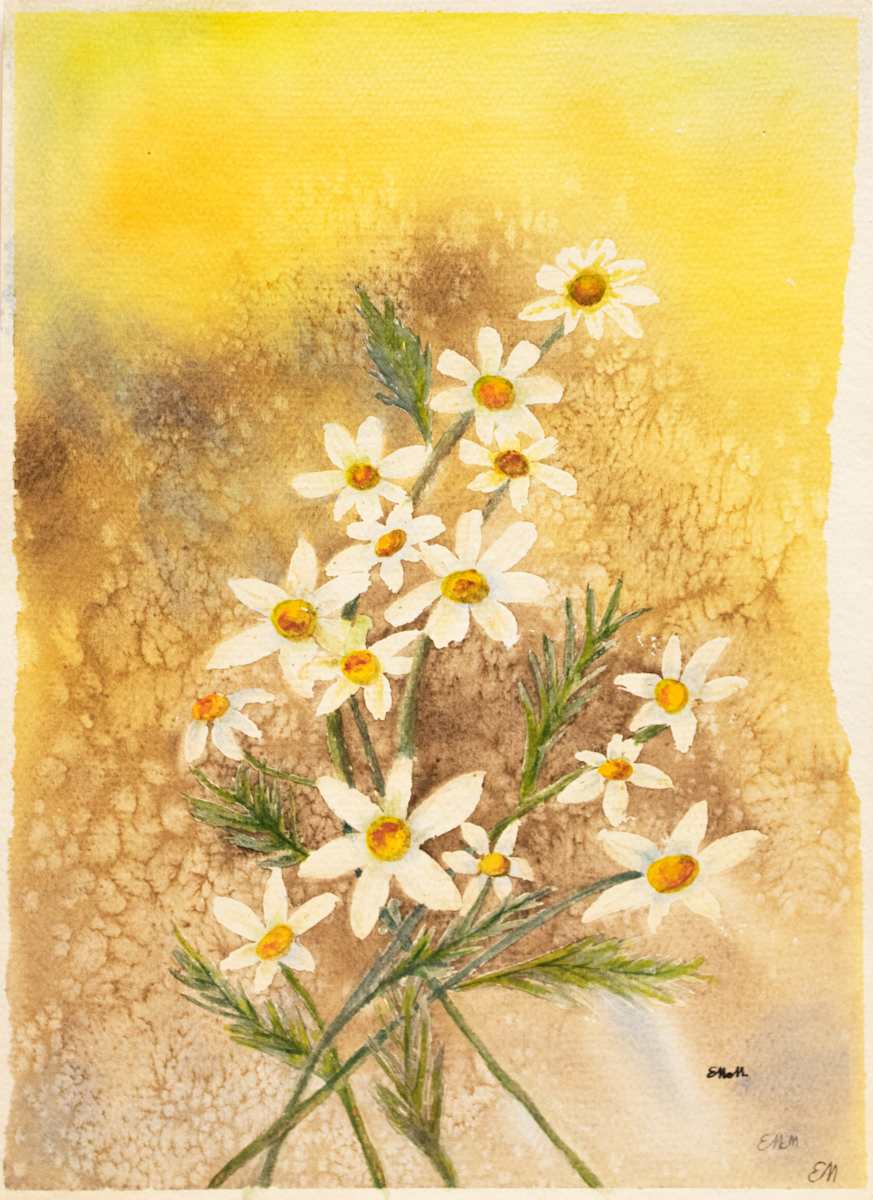 White Daisies by Elaine McMullin, FSPA 