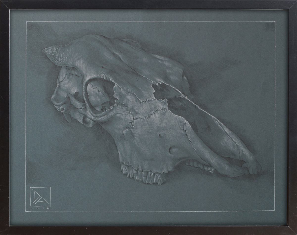 Skull Study #1 by Daevid Anderson 