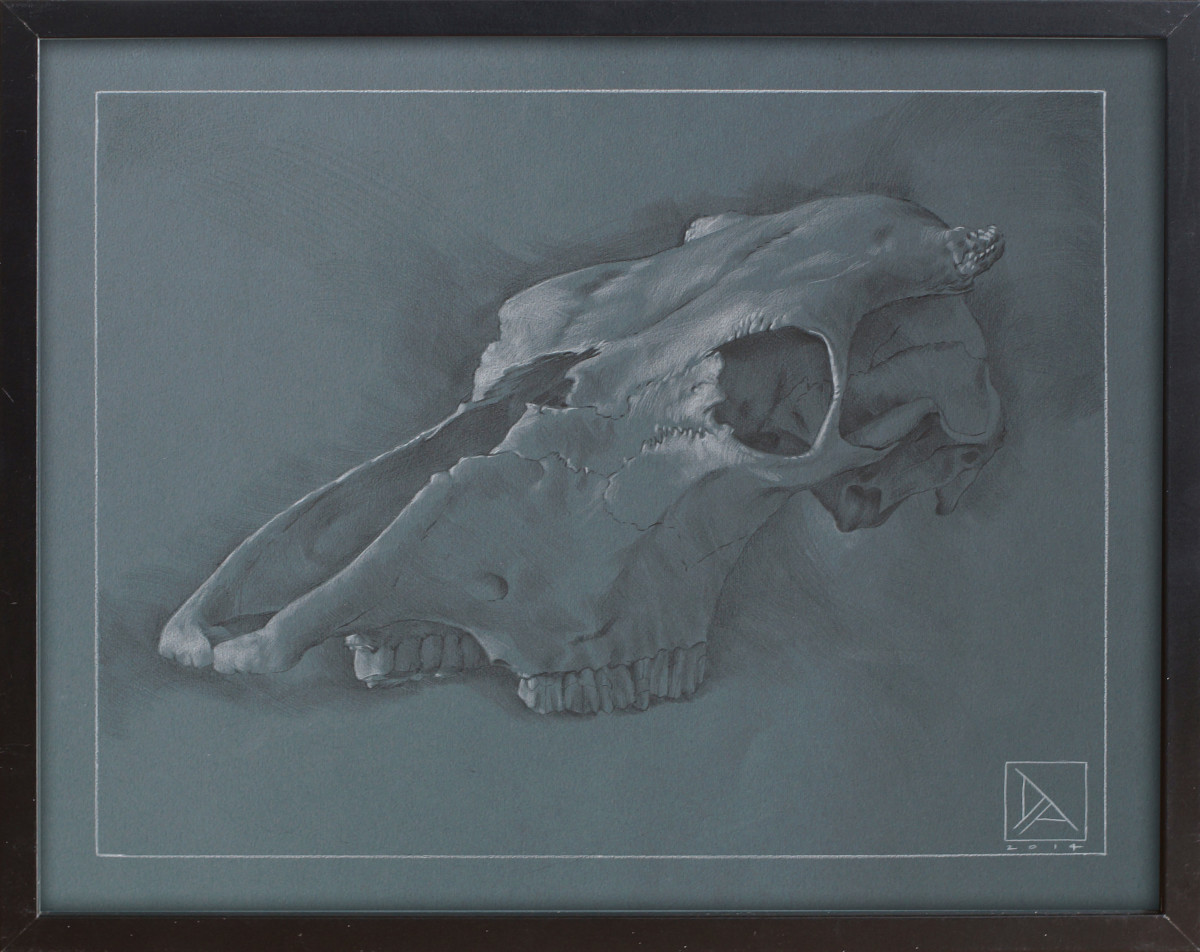 Skull Study #2 by Daevid Anderson 