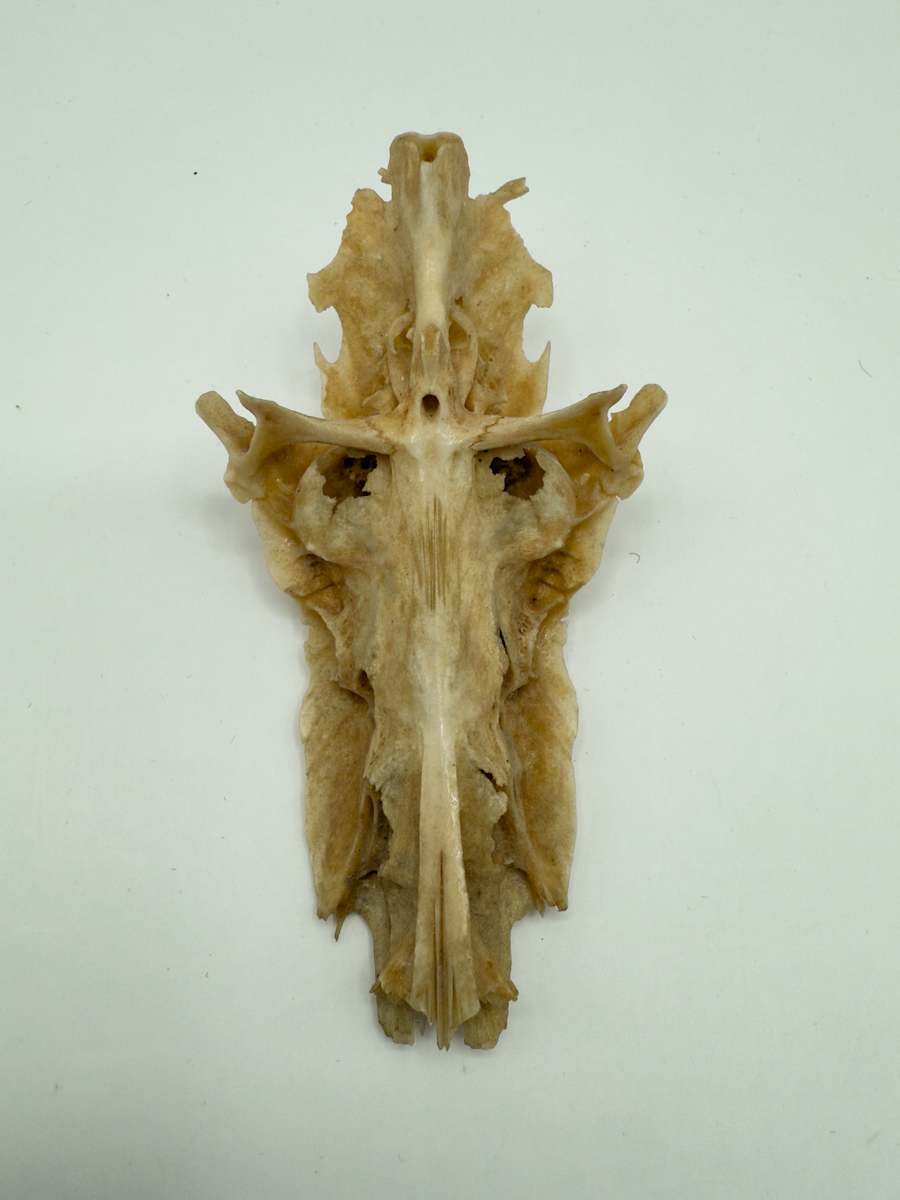 Bone crucifix 
