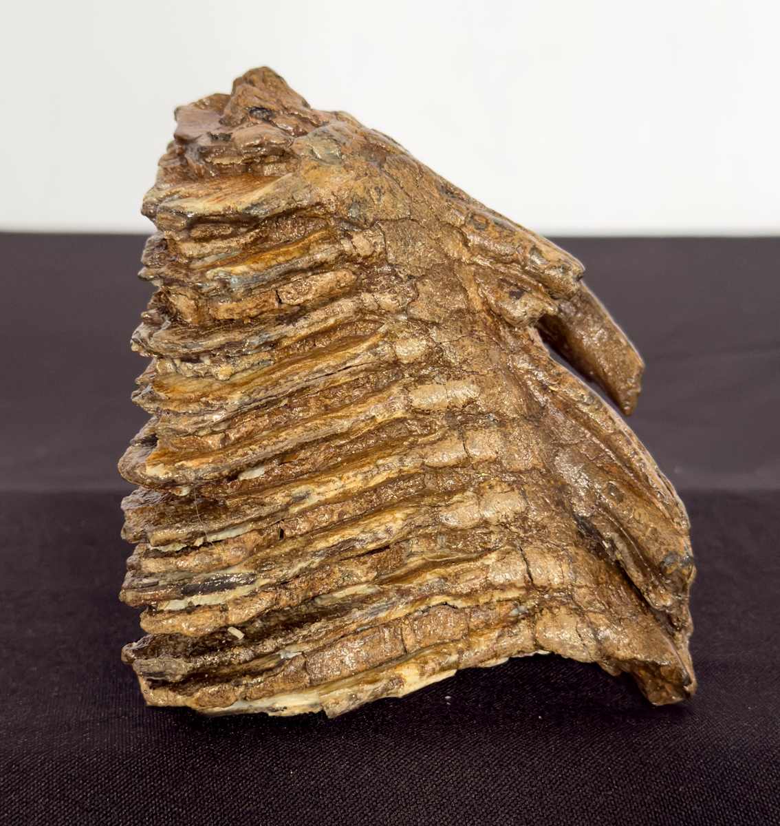 Mastodon teeth fragment 