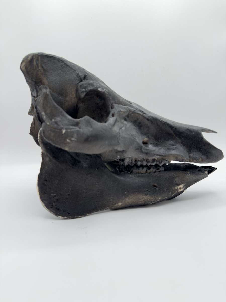 Black pig skull by Melissa The Butcher 