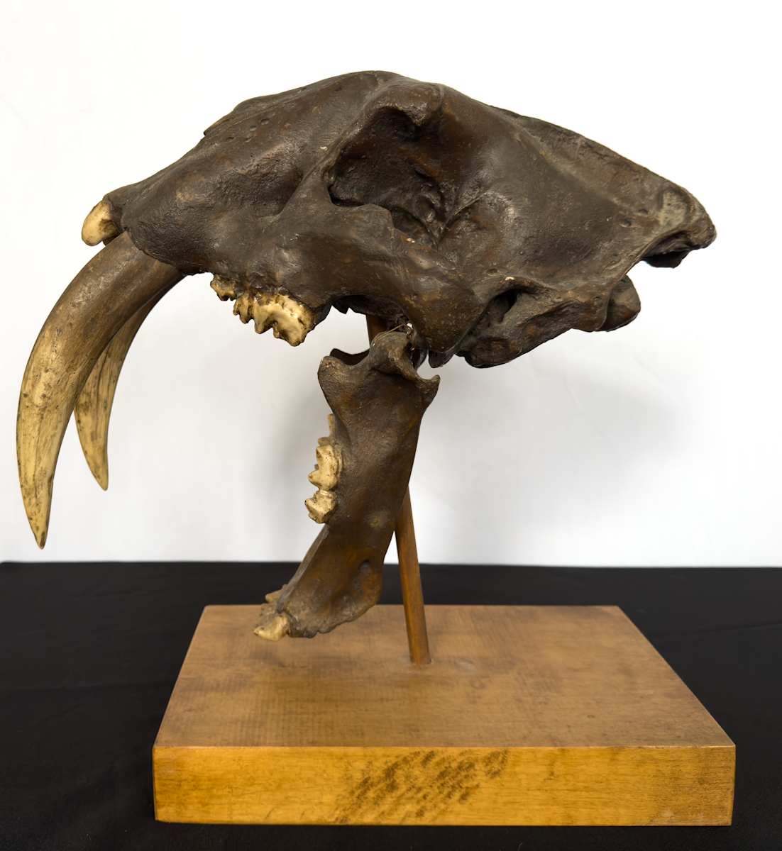 Saber-tooth cat skull cast 