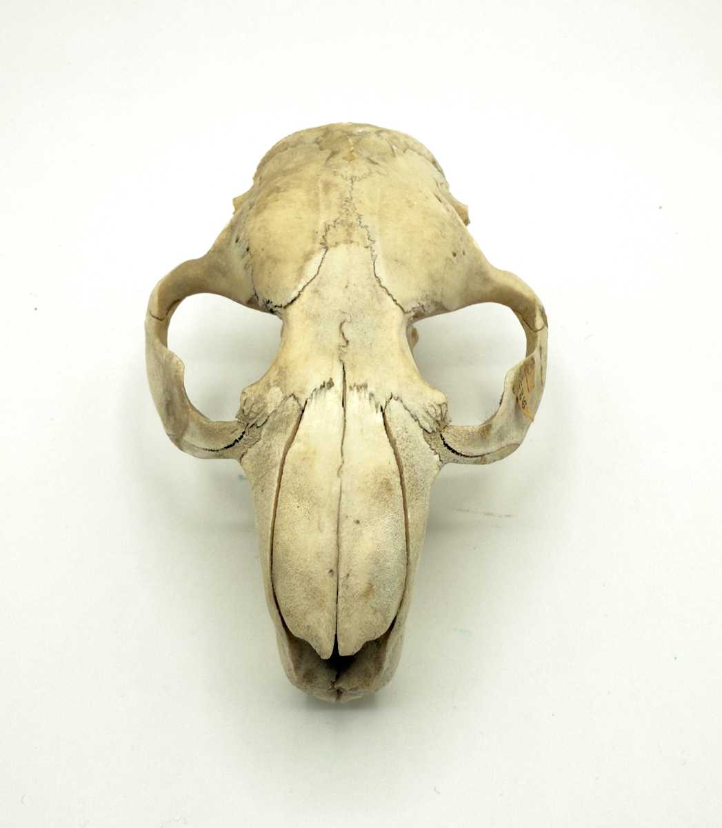 Small animal skull 
