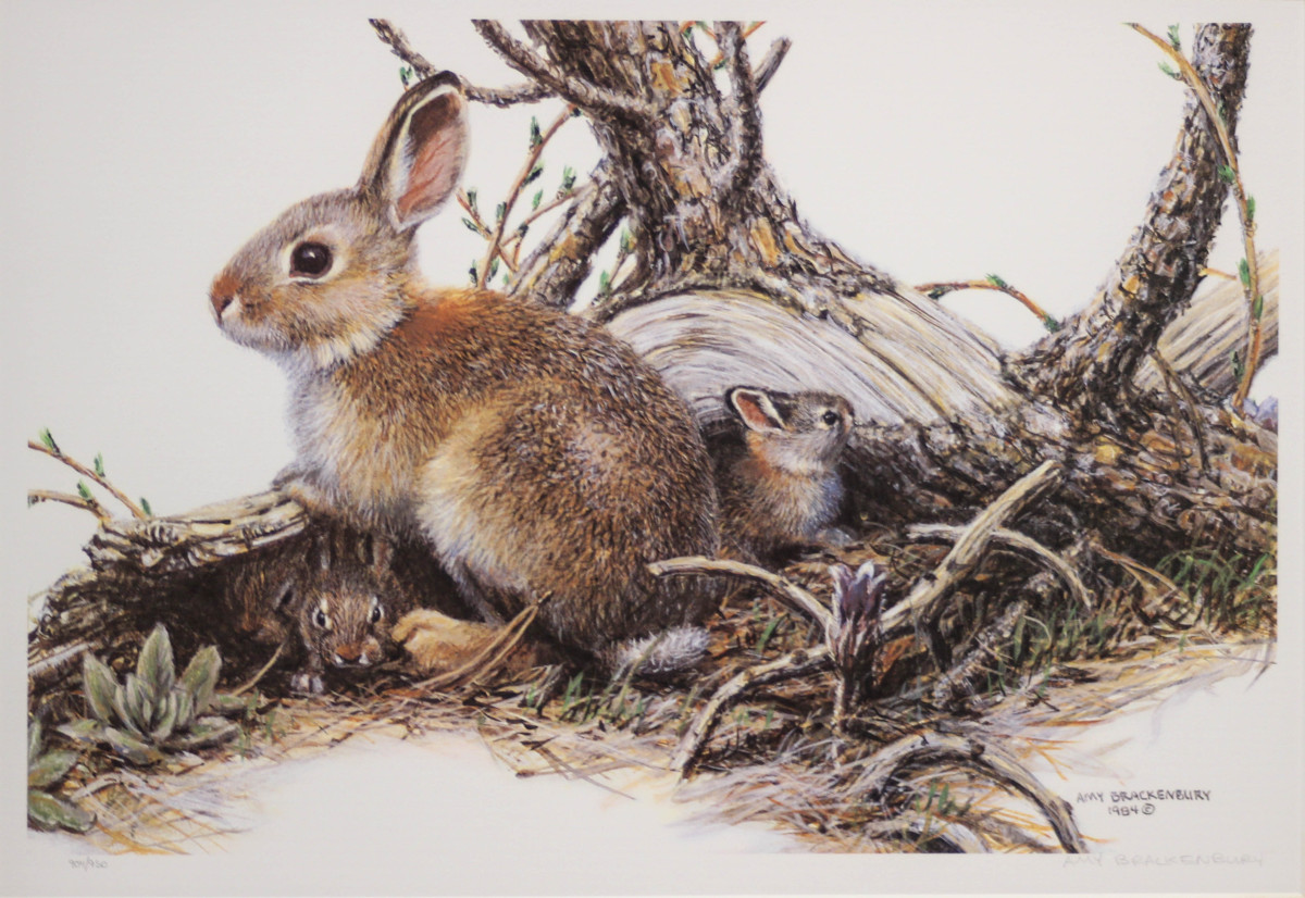 Rabbit by Amy Brackenbury, Image 1.