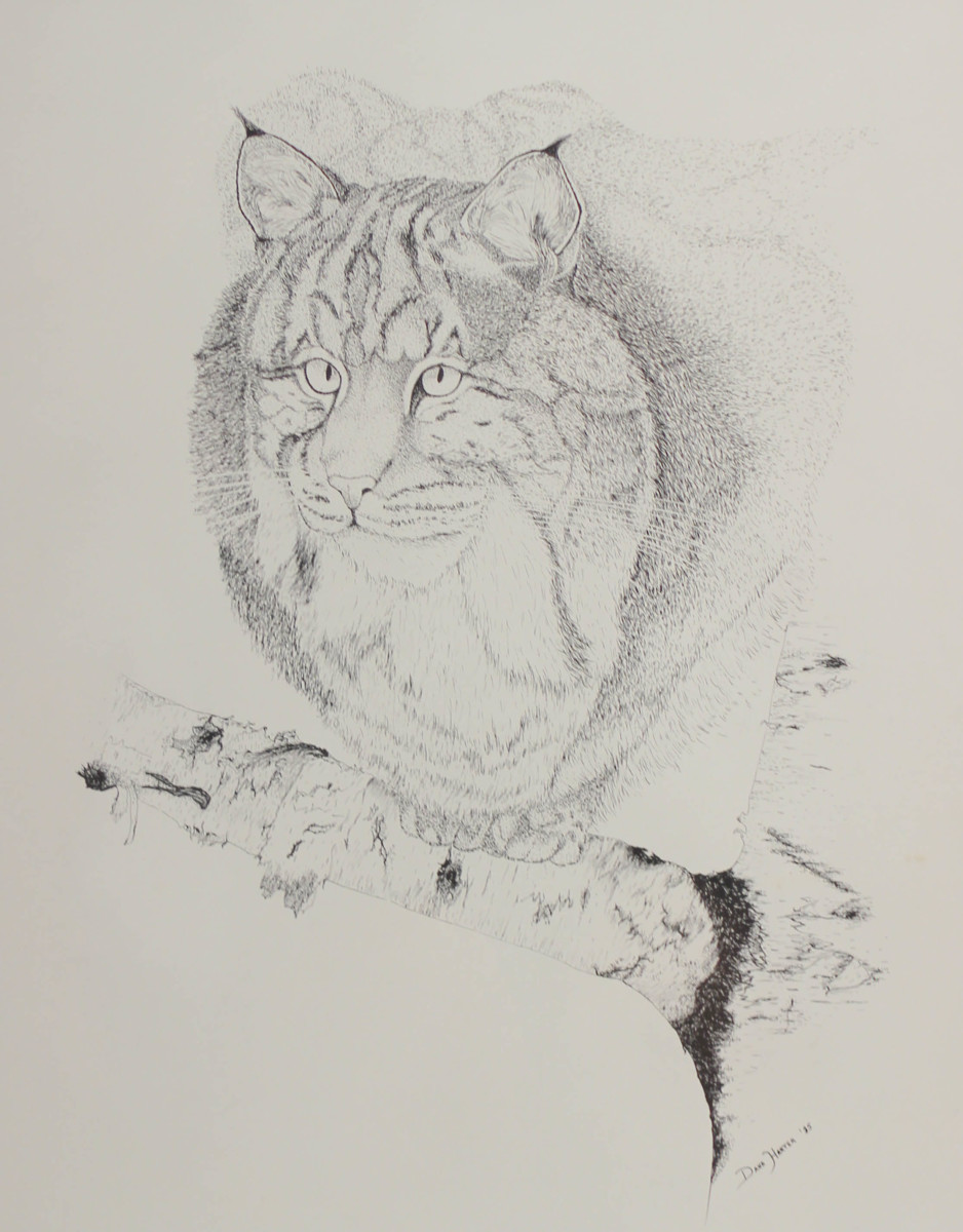 Bobcat by Dana Harter 