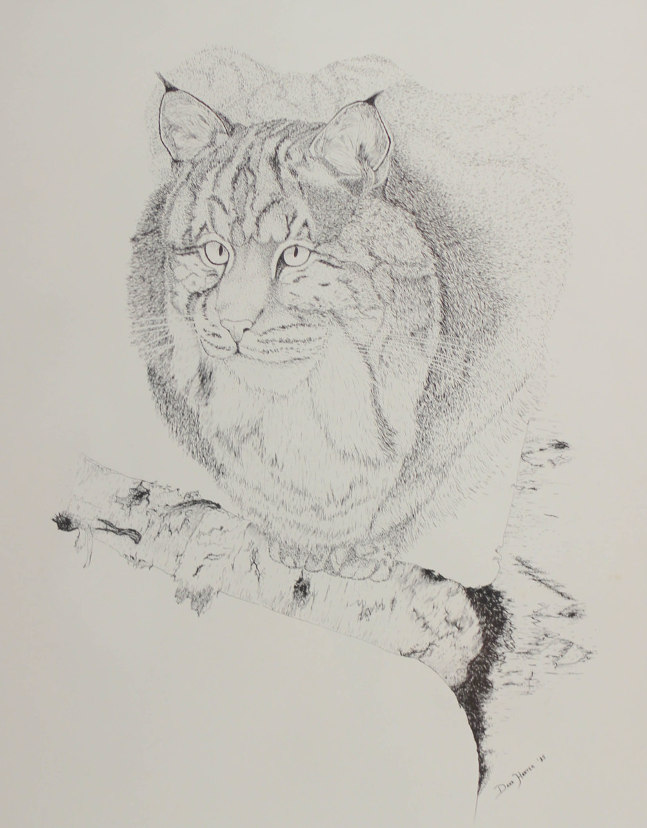 Bobcat by Dana Harter, Image 1.