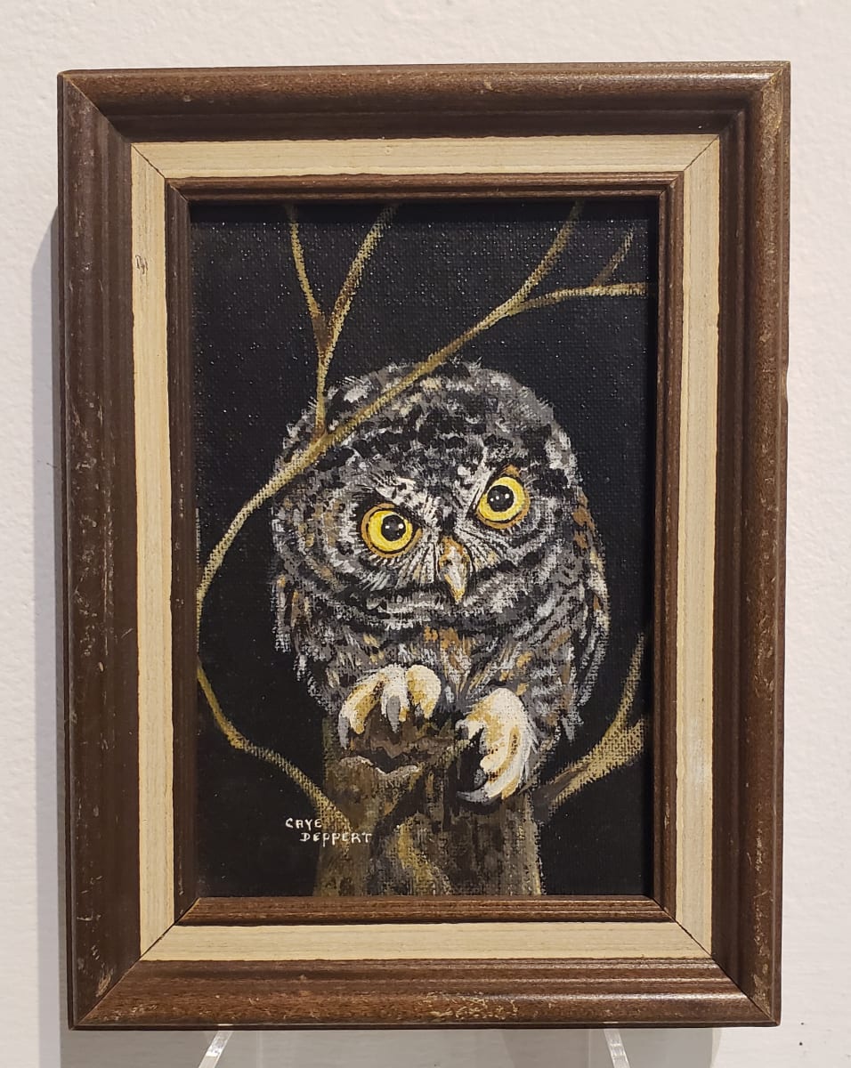 Immature Screech Owl by Caye Deppeat 