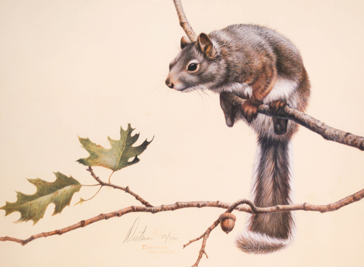 Squirrels by Dietmar Krumbrey 