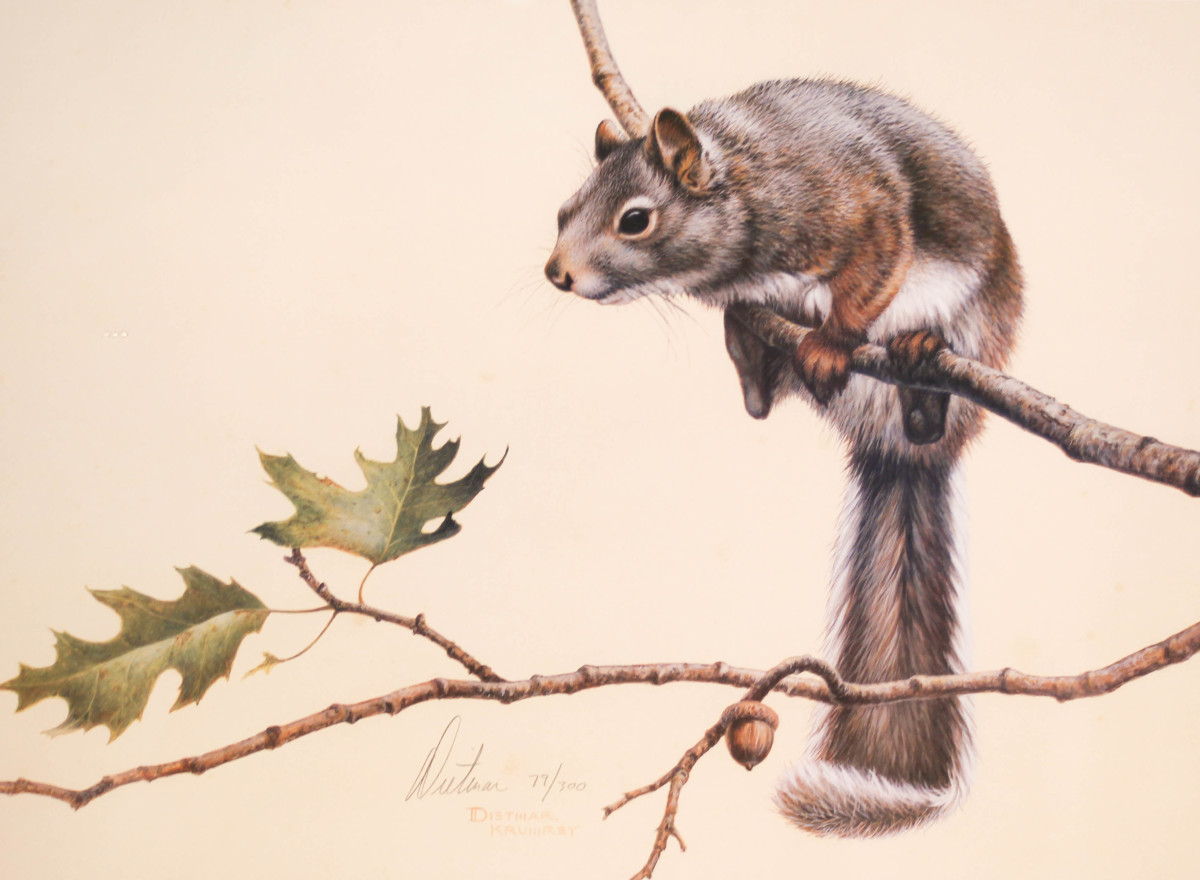Squirrels by Dietmar Krumrey 