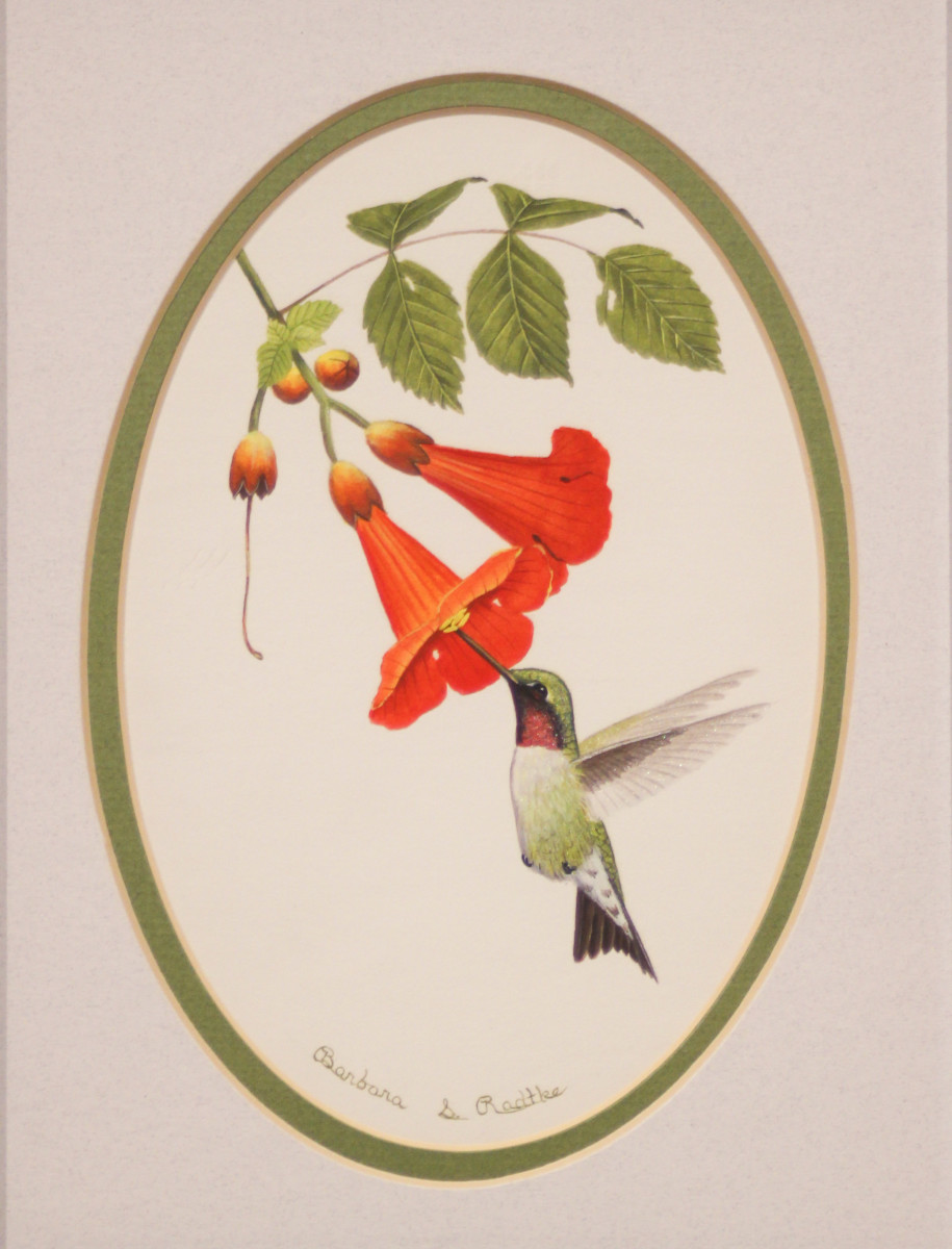 Hummingbird by Barbara Radtke 