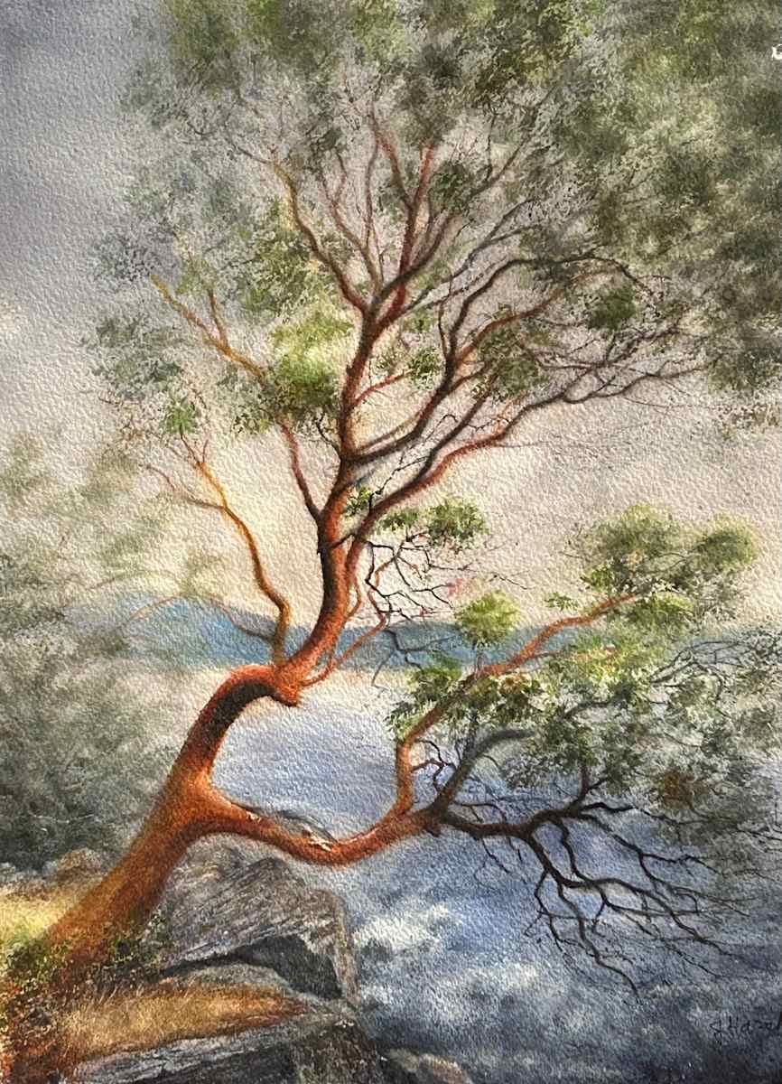Arbutus 3 by Judy Hazel 