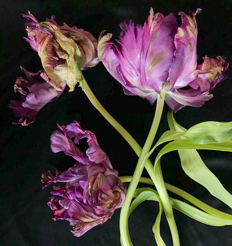 BLOOM Submissions by susan sawyers  Image: Susan Sawyers, Purple Parrot Tulip, 2018, digital color print on paper, signed and numbered on verso. Edition of 3 with 1 AP: 5 x 5 inches framed $175