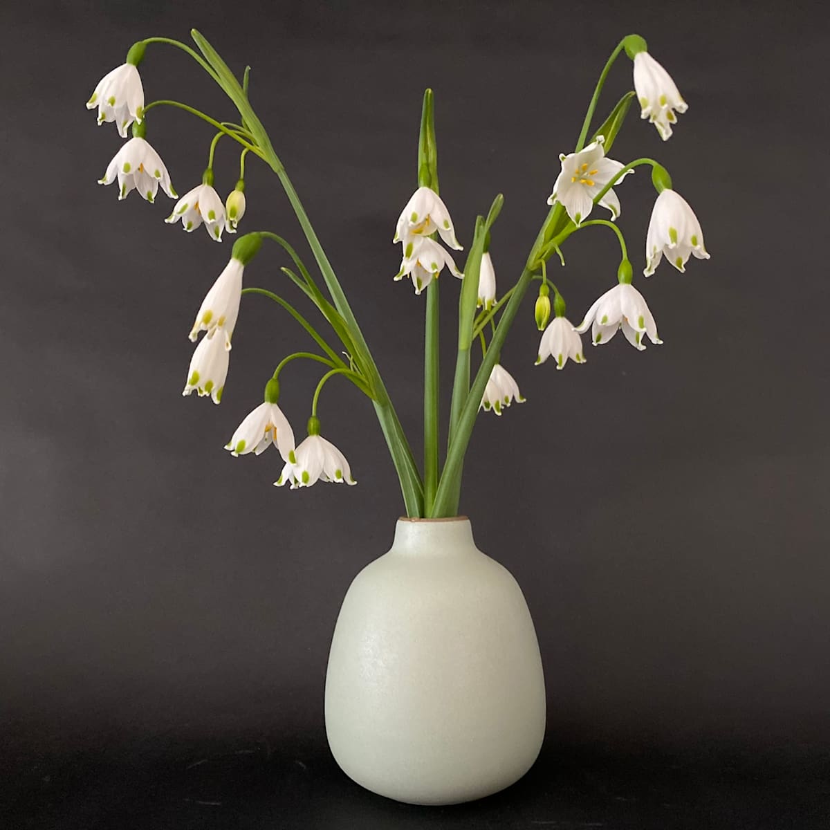 Susan Sawyers, Snowdrops in Heath, 2020, digital color print on paper, signed + numbered on verso. Edition of 3 w 1 AP:10 x 10 in, framed 16 x 16 in $250 by susan sawyers  Image: Snowdrops in Heath, 2020, digital color print on paper, signed and numbered on verso. Edition of 3 with 1 AP:10 x 10 inches, framed 16 x 16 inches $250