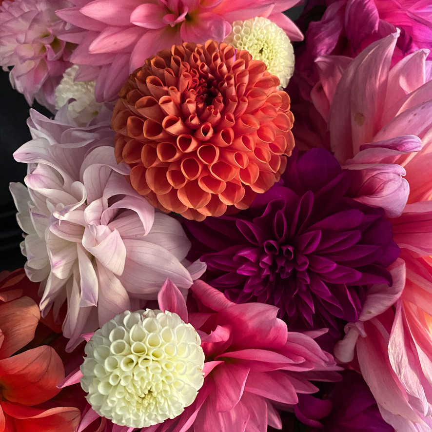 Susan Sawyers, Dahlia Dance, 2024, digital color print on paper, signed and numbered on verso. Edition of 3 with 1 AP: 8 x 8 inches framed $200 by susan sawyers  Image: Dahlia Dance