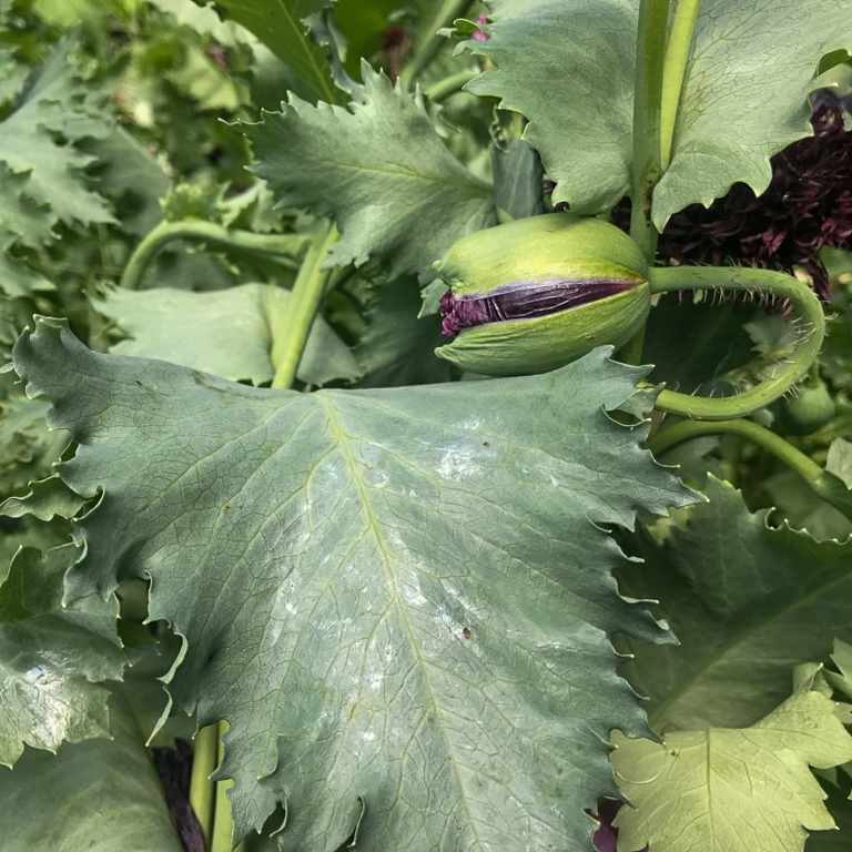 Purple Poppy, 2023, digital color print on paper, signed and numbered on verso. Edition of 3 with 1 AP: 5 x 5 inches print, 11 x 11 framed $200 by susan sawyers  Image: BLOOM Submissions by susan sawyers Image: Susan Sawyers, Purple Poppy, 2023, digital color print on paper, signed and numbered on verso. Edition of 3 with 1 AP: 5 x 5 inches print, 11 x 11 framed $200