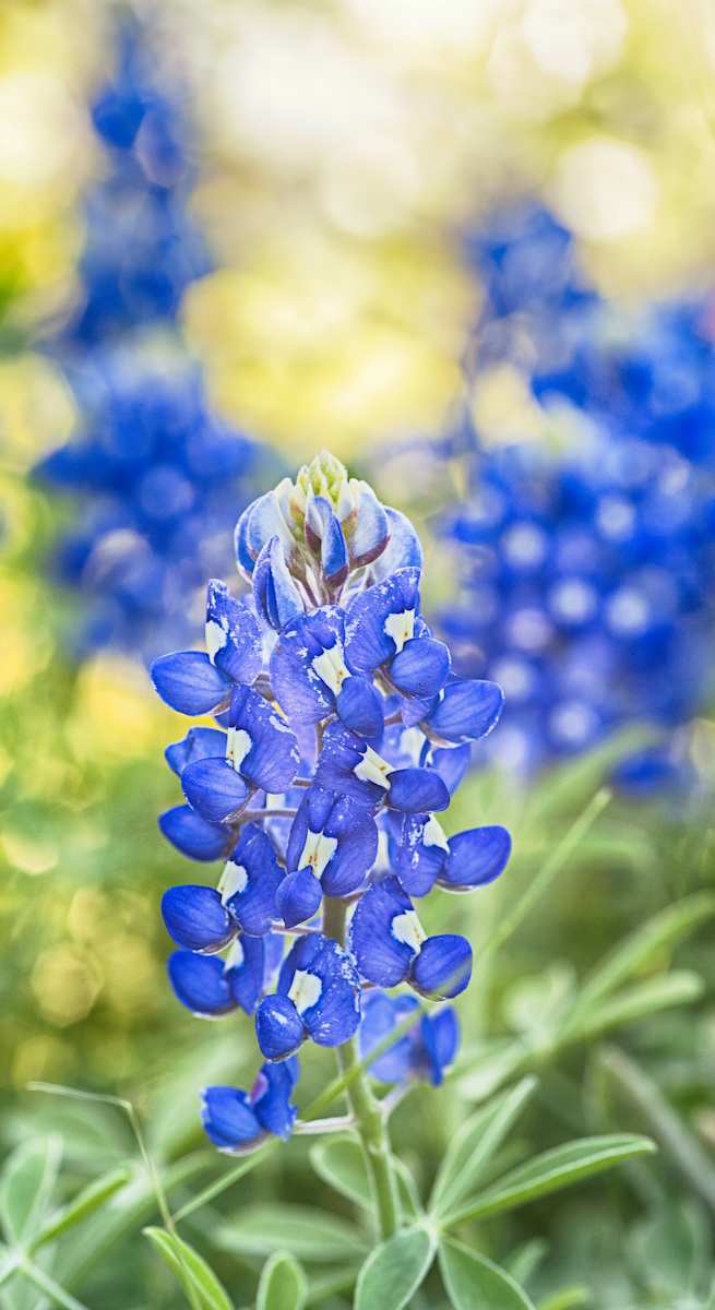 Texas Bluebonnet at Sunrise by Lori Decker 