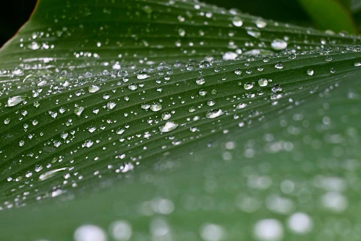 Droplets, 2026 by Check Schuh, Image 1.
